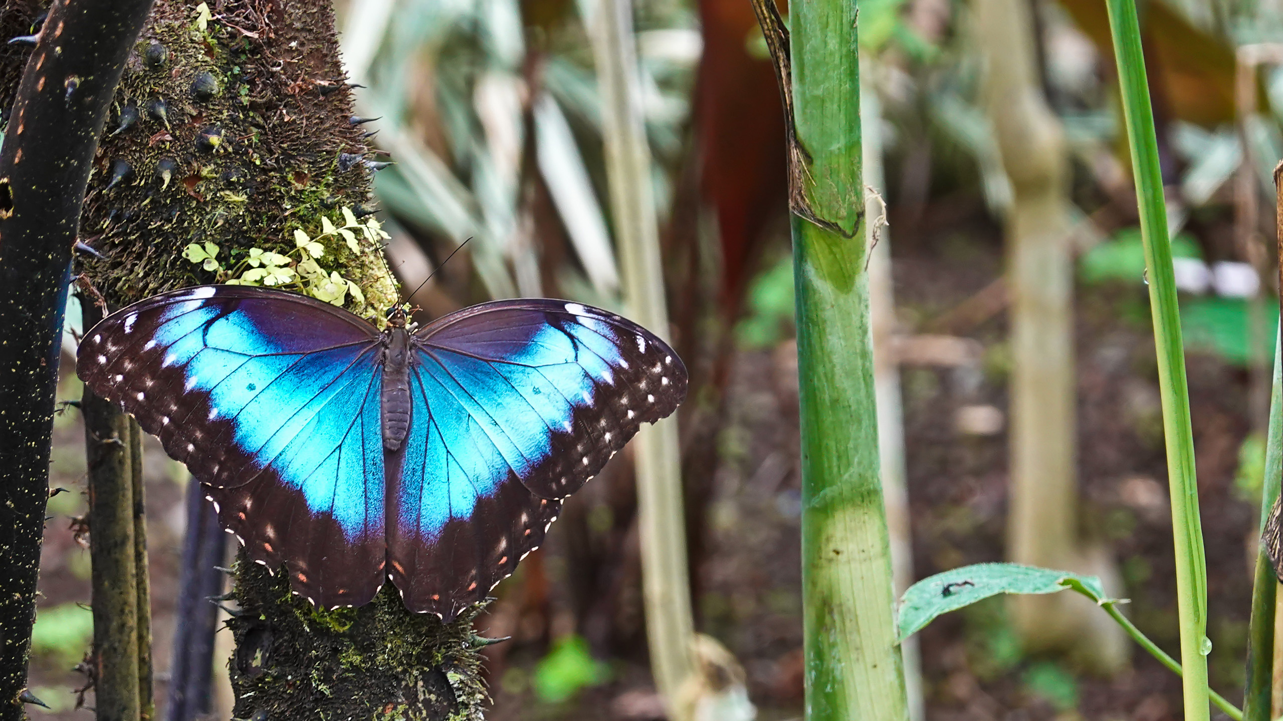 Blauer Morphofalter aka Himmelsfalter